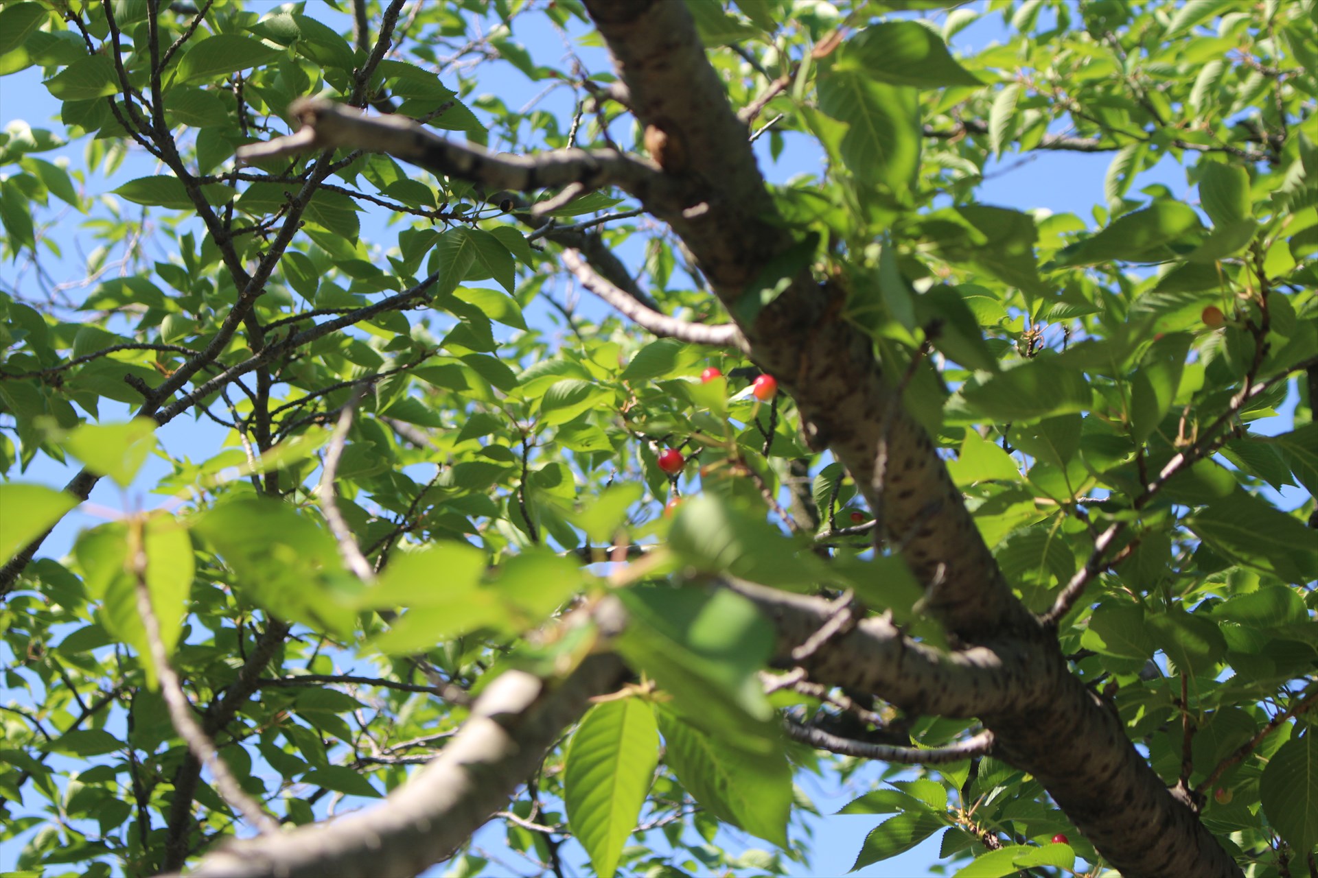 桜の赤い実 徒然